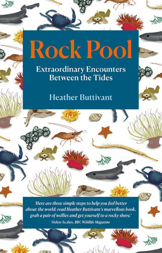 Rock Pool Extraordinary Encounters Between the Tides by Heather Buttivant