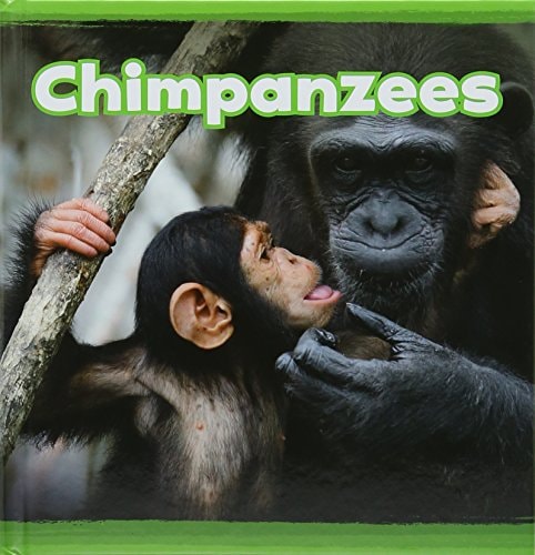 Chimpanzees by Kathryn Clay