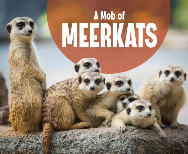 Animal Groups A Mob Of Meerkats by Martha E. H. Rustad