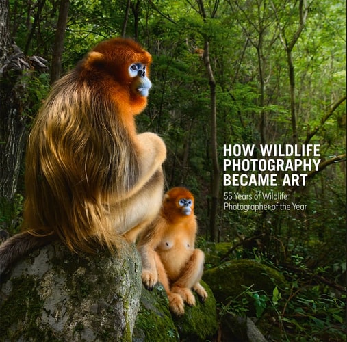 How Wildlife Photography Became Art 55 Years of Wildlife Photographer of the Year by Rosamund Kidman Cox