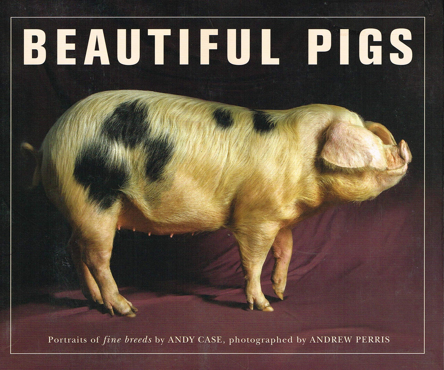 Beautiful Pigs: Portraits of Fine Breeds (shelfworn) by Andy Case