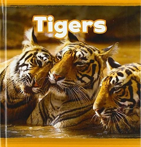 Tigers by Kathryn Clay