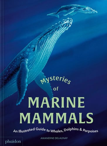 Mysteries of Marine Mammals An Illustrated Guide to Whales, Dolphins, and Porpoises by Amandine Delaunay