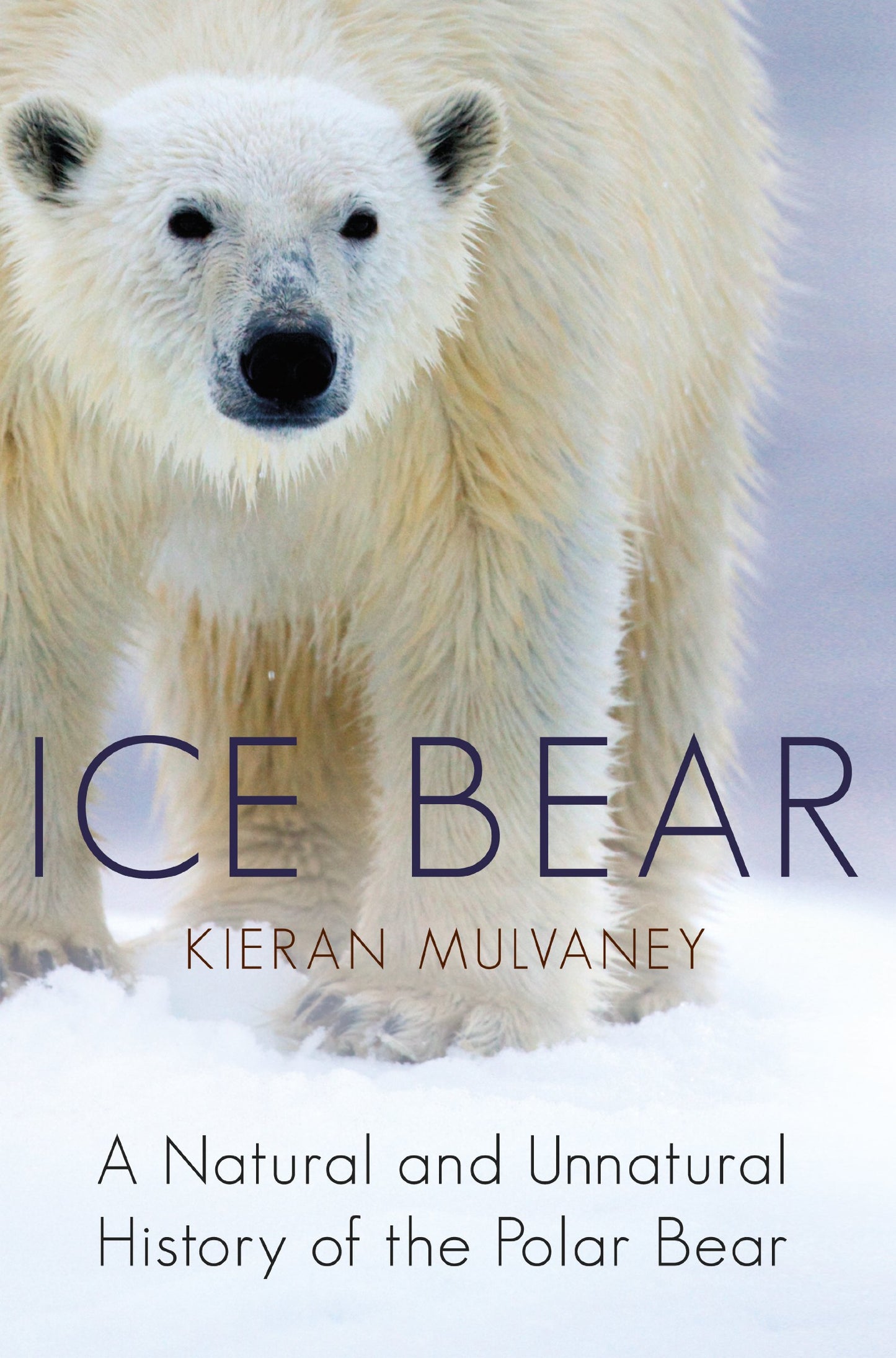 Ice Bear by Kieran Mulvaney