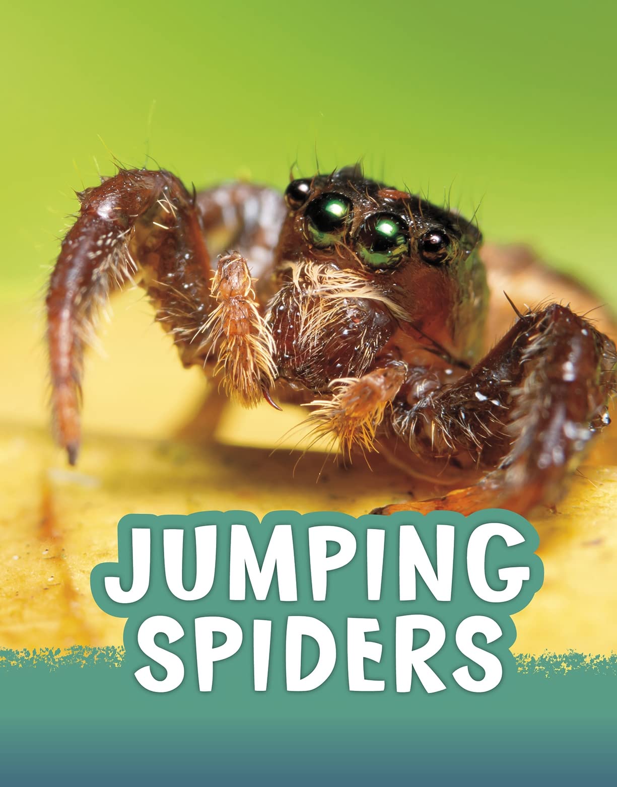 Jumping Spiders (Animals) by Jaclyn Jaycox