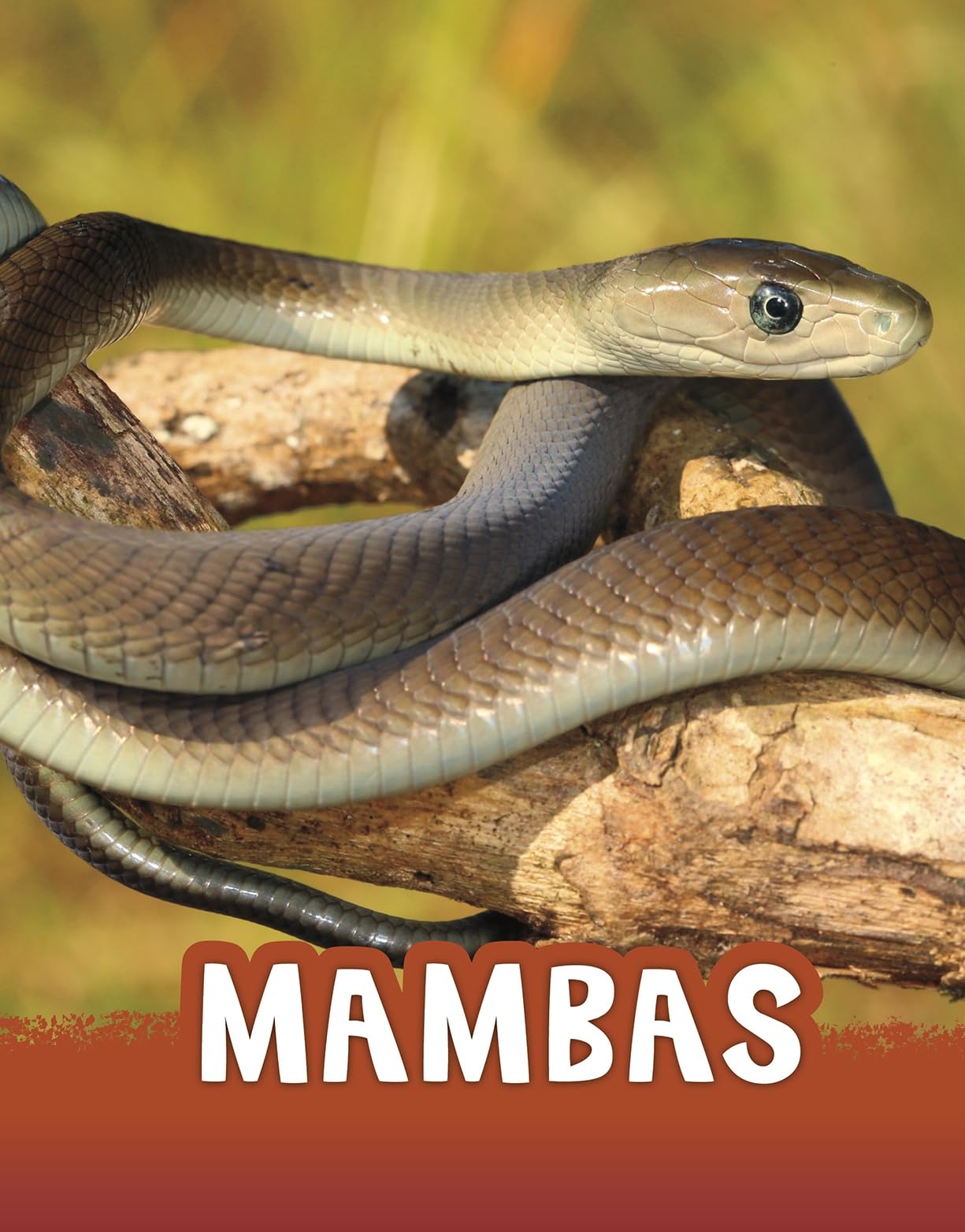 Mambas (Animals) by Jaclyn Jaycox