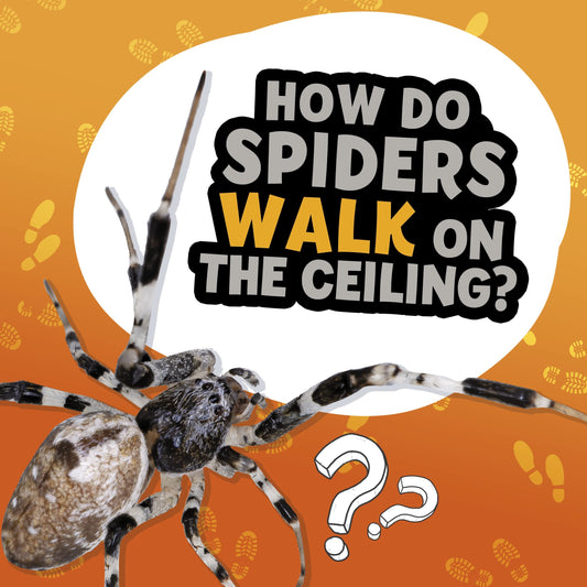 How Do Spiders Walk On The Ceiling? by Nancy Dickmann