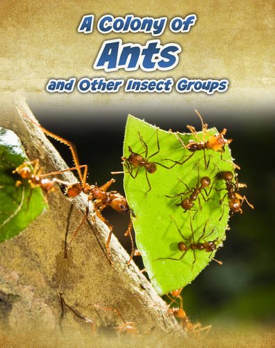 Animals In Groups: A Colony Of Ants & Other Insect Groups by Anna Claybourne