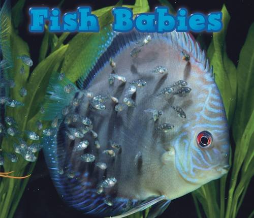 Animal Babies: Fish Babies by Catherine Veitch