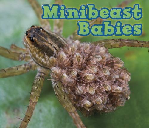 Animal Babies: Minibeast Babies by Catherine Veitch