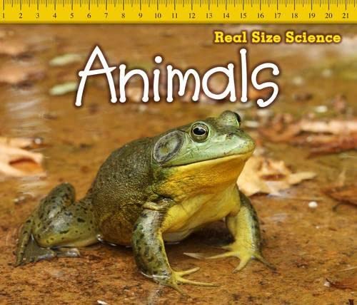 Real Size Science: Animals by Rebecca Rissman