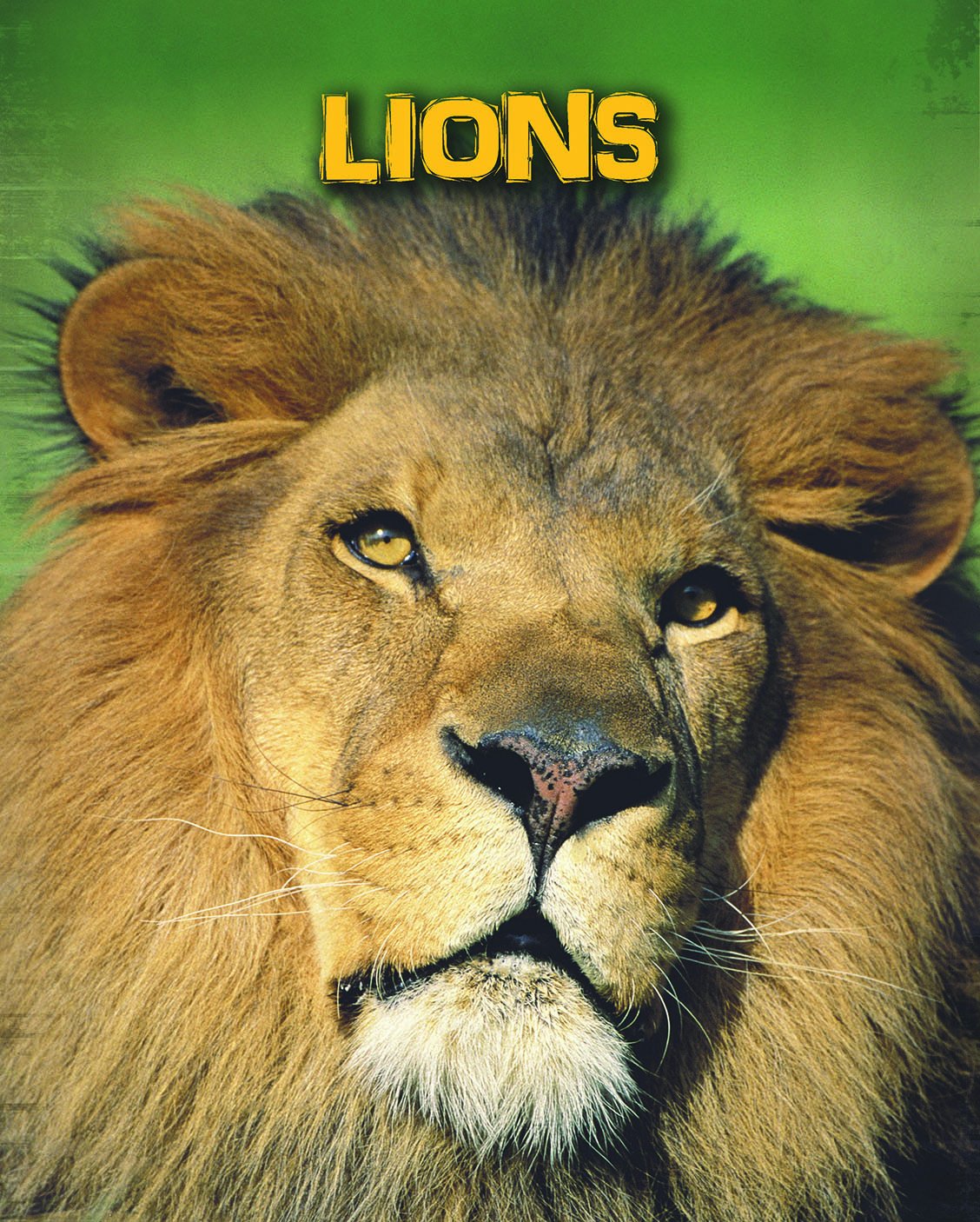 Living In The Wild: Big Cats - Lions by Claire Throp