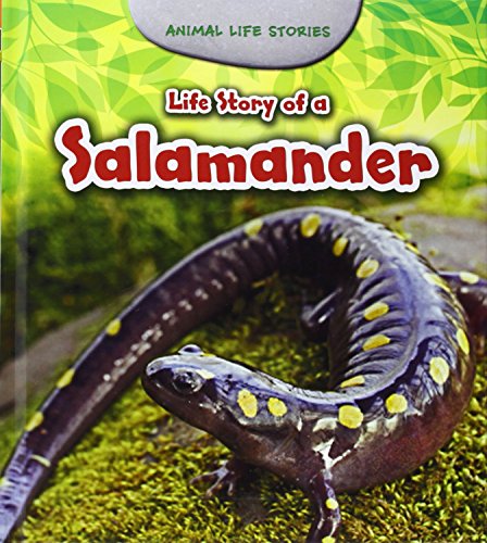 Animal Life Stories: Life Story Of A Salamander by Charlotte Guillain