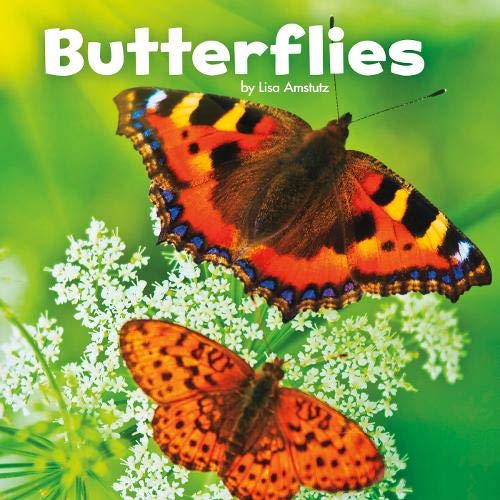 Little Creatures: Butterflies by Lisa J.Amstutz