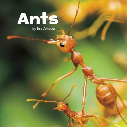 Little Creatures: Ants by Lisa J.Amstutz