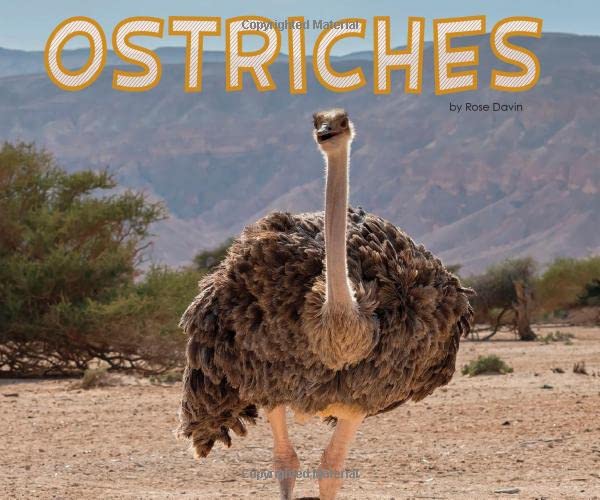 Meet Desert Animals: Ostriches by Rose Davin