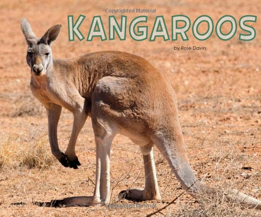 Kangaroos (Pebble Plus: Meet Desert Animals) by Rose Davin