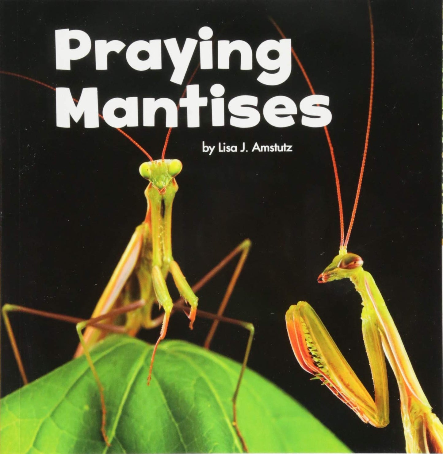 Praying Mantises - Little Creatures by Lisa J. Amstutz