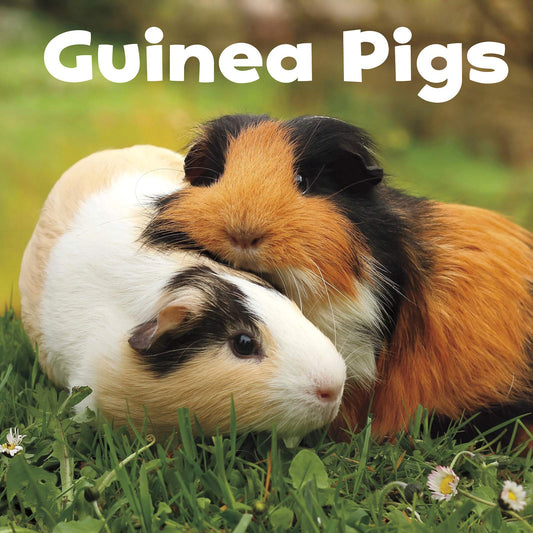 Guinea Pigs (Our Pets) by Amstutz, Lisa J.