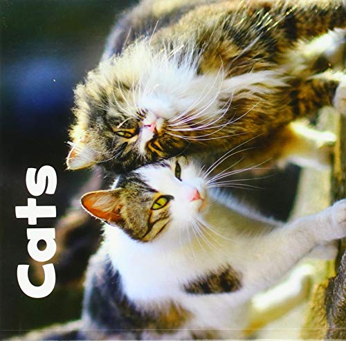 Cats (Our Pets) by Amstutz, Lisa J.