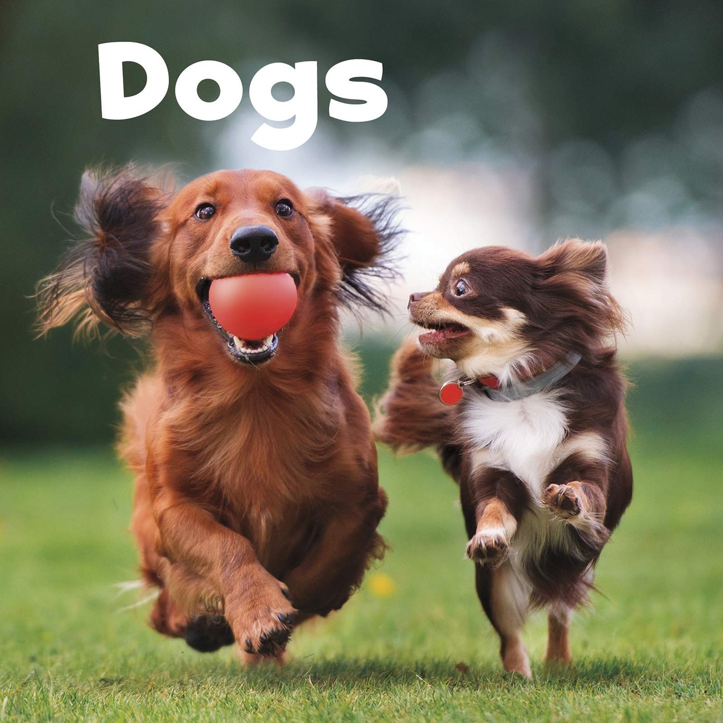 Dogs - Our Pets by Lisa J. Amstutz