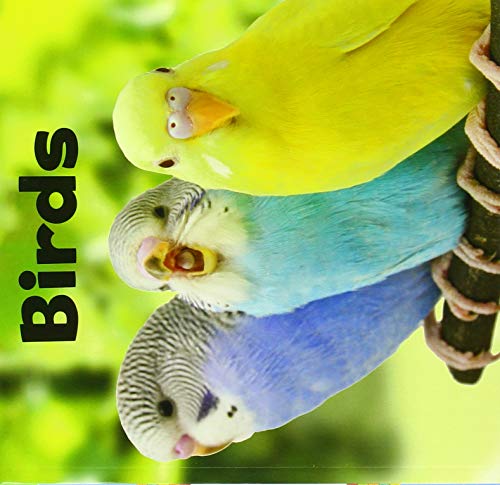 Birds (Our Pets) by Amstutz, Lisa J.