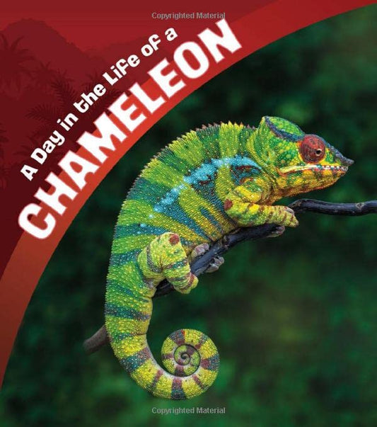 Day in the Life of a Chameleon by Lisa J. Amstutz