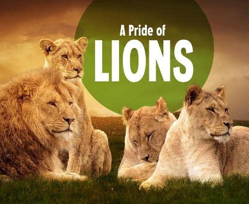 Animal Groups A Pride Of Lions by Amy Kortuem