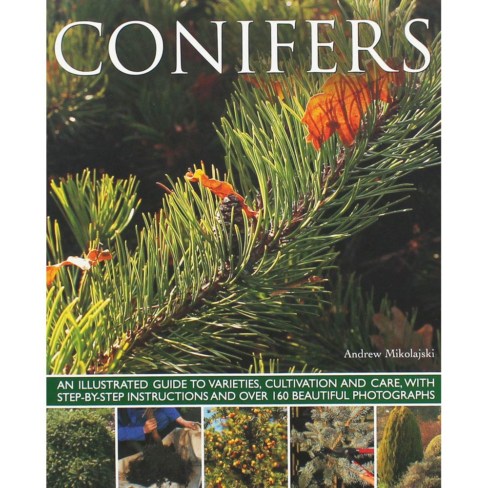 Conifers: An Illustrated Guide by Andrew Mikolajski